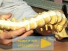 Нестабильность в шейном отделе позвоночника