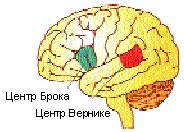 Речевые центры головного мозга