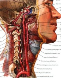 Синдром вертебральной артерии: причины, симптомы, диагностика, лечение и профилактика