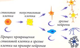 действие клеточной косметики