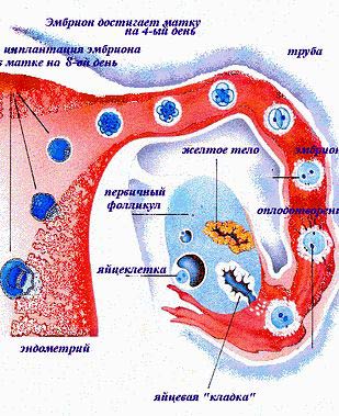 Этапы оплодотворения