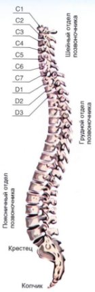 позвоночник