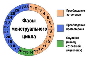 Фазы менструального цикла