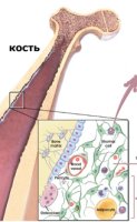 стволовые клеточки