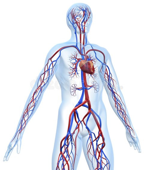 Воды сосуды человека. Воспалительные заболевания сосудов.