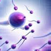 anom-sperm.jpg