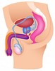 spermogram.jpg