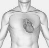 zdor_heart.jpg
