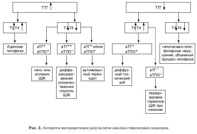 Алгоритм интерпритации результатов анализа тиреоидных маркеров